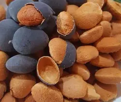 بذر تمر مخملی <br> تعداد 2 عدد بذر <br> Velvet Tamarind Seeds <br><i><b> Dialium cochinchinense </i> Seeds </b>