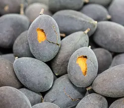 بذر تمر مخملی <br> تعداد 2 عدد بذر <br> Velvet Tamarind Seeds <br><i><b> Dialium cochinchinense </i> Seeds </b>