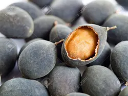 بذر تمر مخملی <br> تعداد 2 عدد بذر <br> Velvet Tamarind Seeds <br><i><b> Dialium cochinchinense </i> Seeds </b>