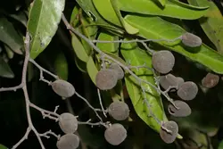 بذر تمر مخملی <br> تعداد 2 عدد بذر <br> Velvet Tamarind Seeds <br><i><b> Dialium cochinchinense </i> Seeds </b>