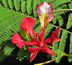 بذر پینسیانا سلطنتی (مشعل جنگل) <br> بسته 5 عددی <br> Royal Poinciana Seeds  Delonix regia Seeds
