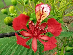 بذر پینسیانا سلطنتی (مشعل جنگل) <br> بسته 5 عددی <br> Royal Poinciana Seeds  Delonix regia Seeds