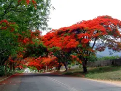 بذر پینسیانا سلطنتی (مشعل جنگل) <br> بسته 5 عددی <br> Royal Poinciana Seeds  Delonix regia Seeds