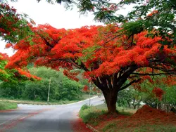 بذر پینسیانا سلطنتی (مشعل جنگل) <br> بسته 5 عددی <br> Royal Poinciana Seeds  Delonix regia Seeds