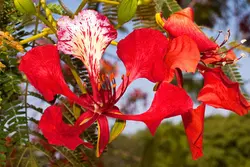 بذر پینسیانا سلطنتی (مشعل جنگل) <br> بسته 5 عددی <br> Royal Poinciana Seeds  Delonix regia Seeds