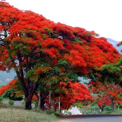 بذر پینسیانا سلطنتی (مشعل جنگل) <br> بسته 5 عددی <br> Royal Poinciana Seeds  Delonix regia Seeds