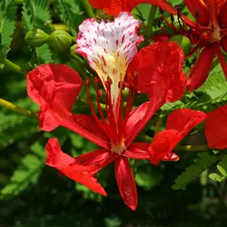 بذر پینسیانا سلطنتی (مشعل جنگل) <br> بسته 5 عددی <br> Royal Poinciana Seeds  Delonix regia Seeds
