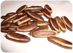 بذر پینسیانا سلطنتی (مشعل جنگل) <br> بسته 5 عددی <br> Royal Poinciana Seeds  Delonix regia Seeds