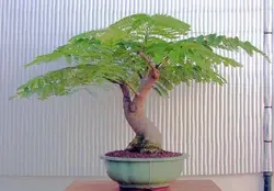 بذر پینسیانا سلطنتی (مشعل جنگل) <br> بسته 5 عددی <br> Royal Poinciana Seeds  Delonix regia Seeds