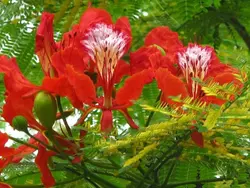 بذر پینسیانا سلطنتی (مشعل جنگل) <br> بسته 5 عددی <br> Royal Poinciana Seeds  Delonix regia Seeds