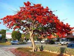 بذر پینسیانا سلطنتی (مشعل جنگل) <br> بسته 5 عددی <br> Royal Poinciana Seeds  Delonix regia Seeds