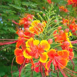 بذر پینسیانا قرمز  بسته 5 عددی  Red Poinciana Seeds  Caesalpinia pulcherrima Rubra Seeds