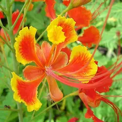 بذر پینسیانا قرمز  بسته 5 عددی  Red Poinciana Seeds  Caesalpinia pulcherrima Rubra Seeds
