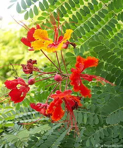 بذر پینسیانا قرمز  بسته 5 عددی  Red Poinciana Seeds  Caesalpinia pulcherrima Rubra Seeds