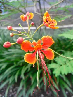 بذر پینسیانا قرمز  بسته 5 عددی  Red Poinciana Seeds  Caesalpinia pulcherrima Rubra Seeds