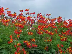 بذر پینسیانا قرمز  بسته 5 عددی  Red Poinciana Seeds  Caesalpinia pulcherrima Rubra Seeds