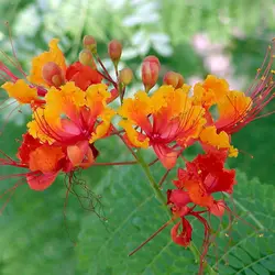 بذر پینسیانا قرمز  بسته 5 عددی  Red Poinciana Seeds  Caesalpinia pulcherrima Rubra Seeds