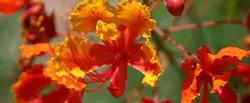 بذر پینسیانا قرمز  بسته 5 عددی  Red Poinciana Seeds  Caesalpinia pulcherrima Rubra Seeds