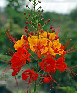 بذر پینسیانا قرمز  بسته 5 عددی  Red Poinciana Seeds  Caesalpinia pulcherrima Rubra Seeds