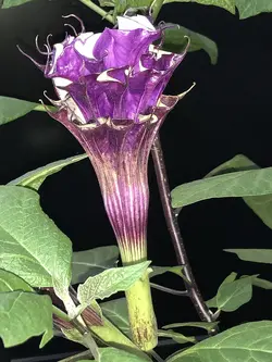 بذر تاتوره بنفش فستیوزا <br> بسته 5 عددی  <br> <i><b> Datura metel 'Fastuosa' </i> Seeds </b>