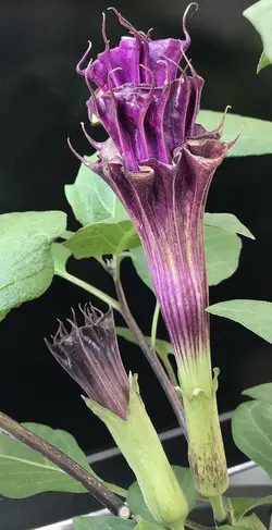 بذر تاتوره بنفش فستیوزا <br> بسته 5 عددی  <br> <i><b> Datura metel 'Fastuosa' </i> Seeds </b>
