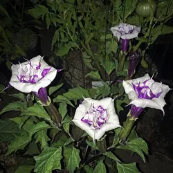 بذر تاتوره بنفش فستیوزا <br> بسته 5 عددی  <br> <i><b> Datura metel 'Fastuosa' </i> Seeds </b>