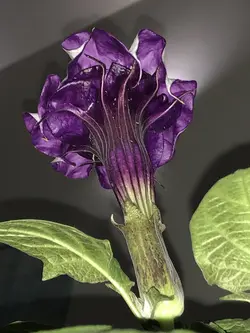 بذر تاتوره بنفش فستیوزا <br> بسته 5 عددی  <br> <i><b> Datura metel 'Fastuosa' </i> Seeds </b>