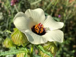 بذر ختمی سه رنگ <br> بسته 5 عددی <br> Bladder Hibiscus <br><i><b> Hibiscus trionum </i> Seeds </b>