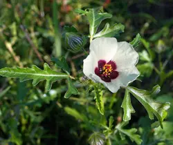 بذر ختمی سه رنگ <br> بسته 5 عددی <br> Bladder Hibiscus <br><i><b> Hibiscus trionum </i> Seeds </b>