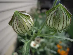 بذر ختمی سه رنگ <br> بسته 5 عددی <br> Bladder Hibiscus <br><i><b> Hibiscus trionum </i> Seeds </b>