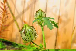 بذر ختمی سه رنگ <br> بسته 5 عددی <br> Bladder Hibiscus <br><i><b> Hibiscus trionum </i> Seeds </b>