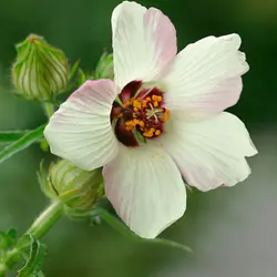 بذر ختمی سه رنگ <br> بسته 5 عددی <br> Bladder Hibiscus <br><i><b> Hibiscus trionum </i> Seeds </b>