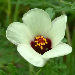 بذر ختمی سه رنگ <br> بسته 5 عددی <br> Bladder Hibiscus <br><i><b> Hibiscus trionum </i> Seeds </b>