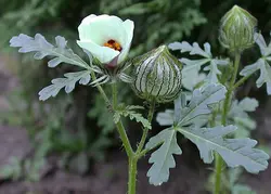 بذر ختمی سه رنگ <br> بسته 5 عددی <br> Bladder Hibiscus <br><i><b> Hibiscus trionum </i> Seeds </b>
