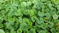 بذر چمن آفریقایی دایکوندرا <br> بسته 1000  عددی <br> Kidney Weed Seeds <br> Dichondra repens Seeds