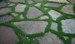 بذر چمن آفریقایی دایکوندرا <br> بسته 1000  عددی <br> Kidney Weed Seeds <br> Dichondra repens Seeds