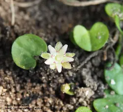 بذر چمن آفریقایی دایکوندرا <br> بسته 1000  عددی <br> Kidney Weed Seeds <br> Dichondra repens Seeds