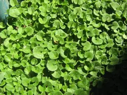 بذر چمن آفریقایی دایکوندرا <br> بسته 1000  عددی <br> Kidney Weed Seeds <br> Dichondra repens Seeds