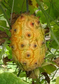 بذر خربزه شاخدار آفریقایی  (کیوانو) <br> بسته 10 عددی <br> Kiwano Seeds <br> Cucumis metuliferus Seeds