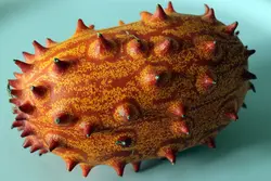 بذر خربزه شاخدار آفریقایی  (کیوانو) <br> بسته 10 عددی <br> Kiwano Seeds <br> Cucumis metuliferus Seeds