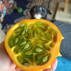 بذر خربزه شاخدار آفریقایی  (کیوانو) <br> بسته 10 عددی <br> Kiwano Seeds <br> Cucumis metuliferus Seeds