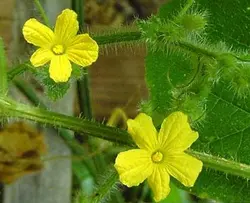 بذر خربزه شاخدار آفریقایی  (کیوانو) <br> بسته 10 عددی <br> Kiwano Seeds <br> Cucumis metuliferus Seeds