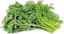 بذر داوودی خوراکی <br> بسته 50 عددی <br> Edible Chrysanthemum Seeds <br><i><b> Glebionis coronaria </i></b>