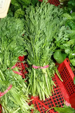 بذر داوودی خوراکی <br> بسته 50 عددی <br> Edible Chrysanthemum Seeds <br><i><b> Glebionis coronaria </i></b>