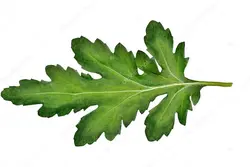 بذر داوودی خوراکی <br> بسته 50 عددی <br> Edible Chrysanthemum Seeds <br><i><b> Glebionis coronaria </i></b>