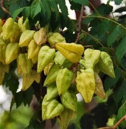 بذر درخت باران طلایی <br> بسته 5 عددی <br> Golden Rain Tree <br><i><b> Koelreuteria paniculata </i> Seeds </b>