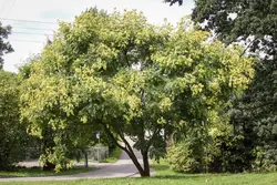بذر درخت باران طلایی <br> بسته 5 عددی <br> Golden Rain Tree <br><i><b> Koelreuteria paniculata </i> Seeds </b>