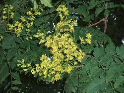 بذر درخت باران طلایی <br> بسته 5 عددی <br> Golden Rain Tree <br><i><b> Koelreuteria paniculata </i> Seeds </b>