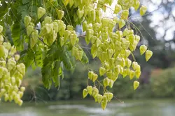 بذر درخت باران طلایی <br> بسته 5 عددی <br> Golden Rain Tree <br><i><b> Koelreuteria paniculata </i> Seeds </b>
