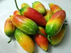 بذر خیار سرخ <br> بسته 5 عددی <br> Scarlet Gourd Seeds <br><i><b> Coccinia grandis </i> Seeds</b>
